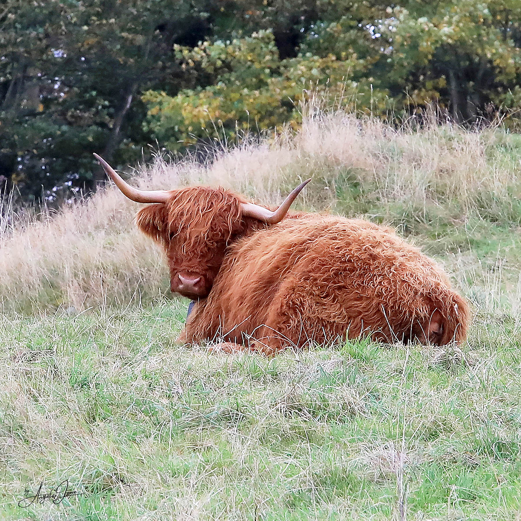 Highland Cow