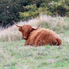 Highland Cow