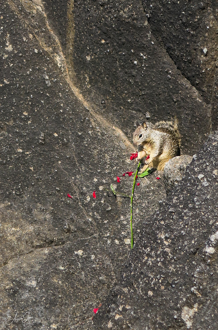 Love Squirrel