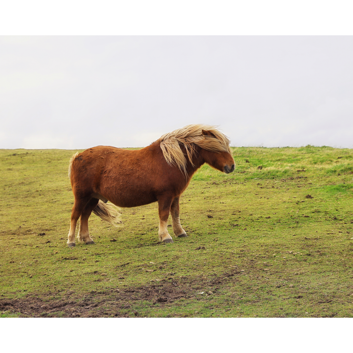 Bad Hair Day