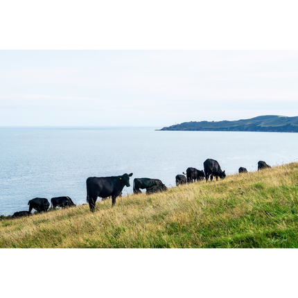 Sea Cows