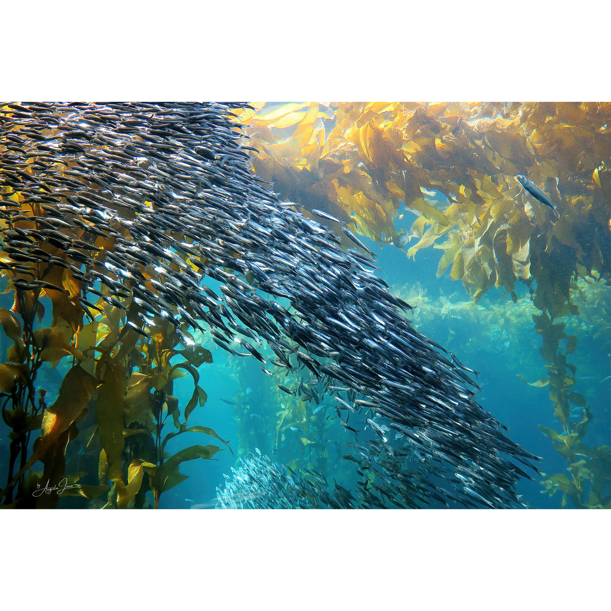 Banc de poissons