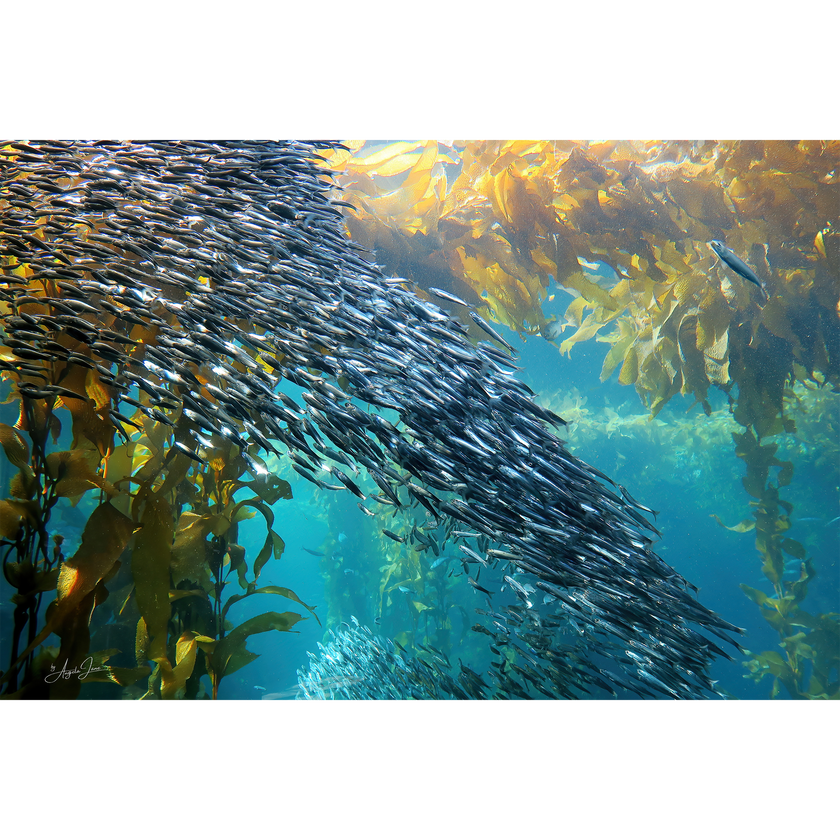 Shoal of Fish